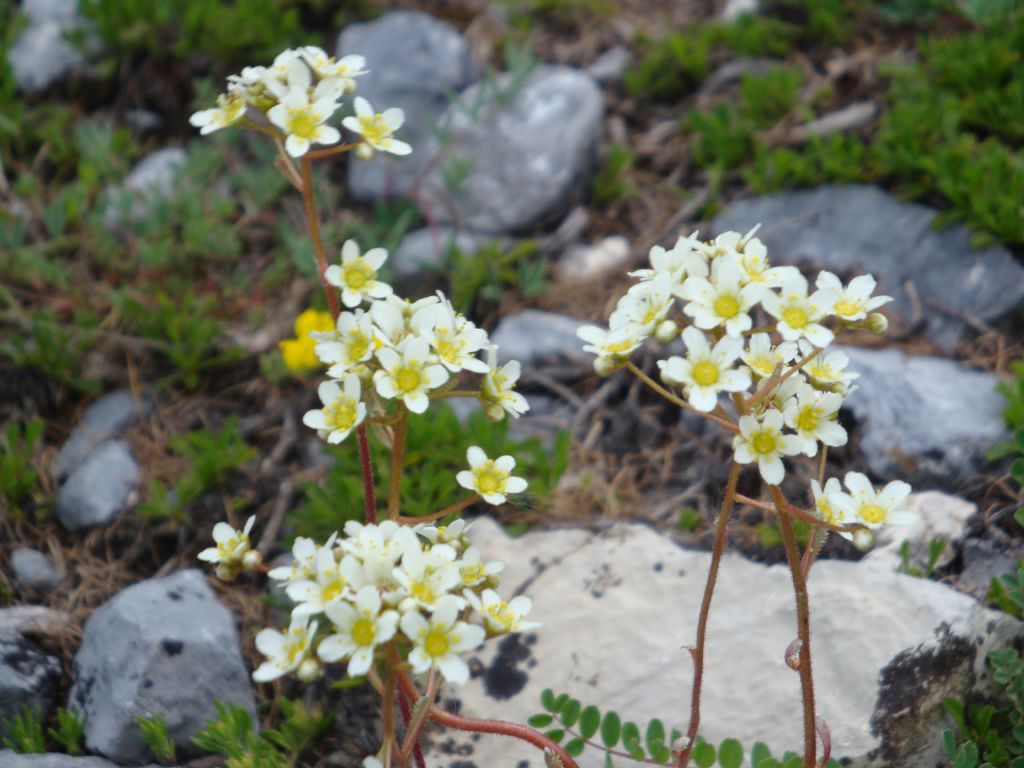 Saxifraga paniculata (Saxifragaceae)